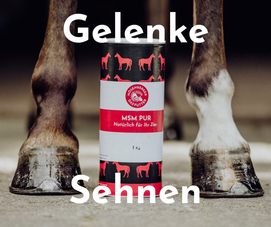 Gelenke & Sehnen – die Basis für ein gesundes Pferdeleben