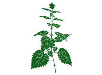 <strong>Brennnesselblätter – stoffwechselanregend & harntreibend</strong>