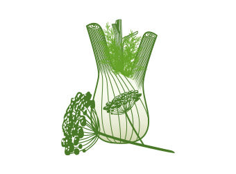 <strong>Fenchel – krampflösend & entzündungshemmend</strong>