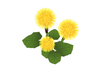 <strong>Huflattich – beruhigt gereizte Atemwege</strong>