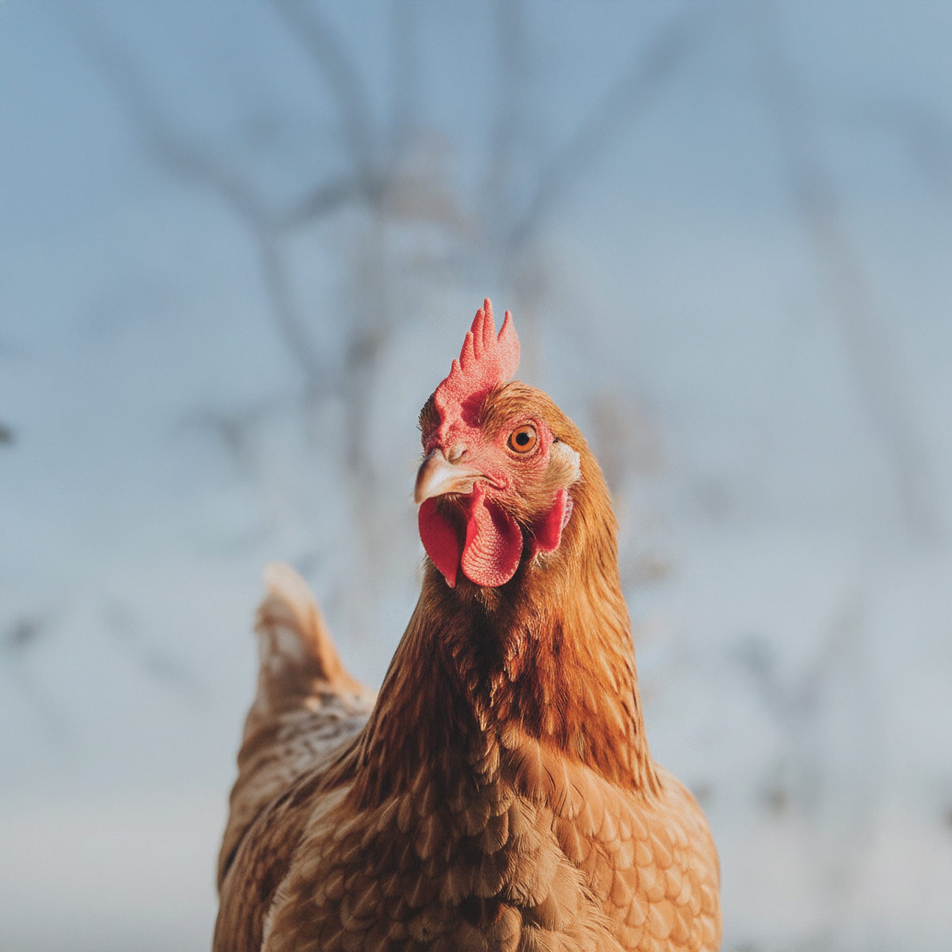 Nösenberger #DasFutter