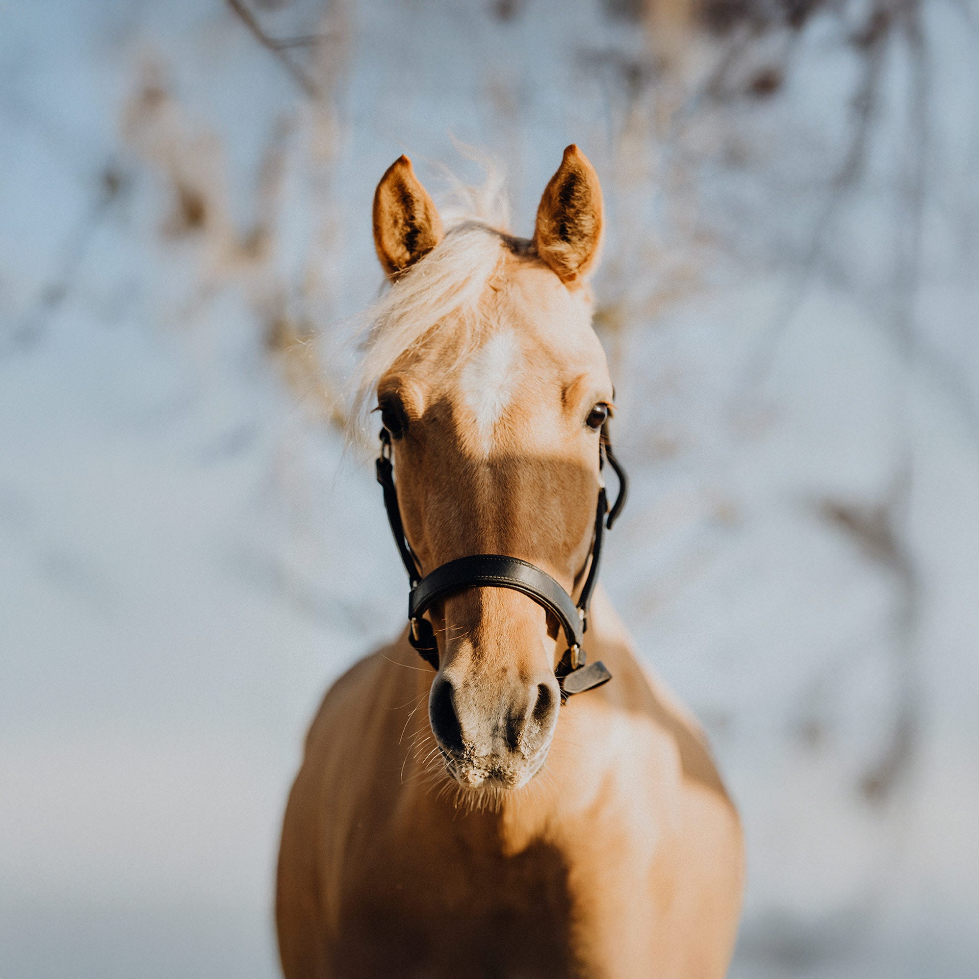 Nösenberger #DasFutter