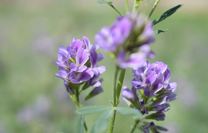 Luzerne – die Königin der Futterpflanzen (<em>Medicago sativa</em>)