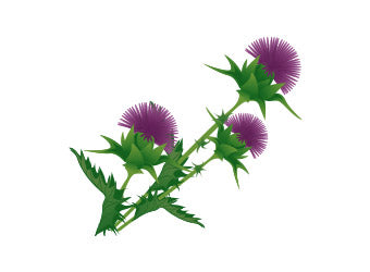 <strong>Mariendistel – schützt & regeneriert die Leber</strong>