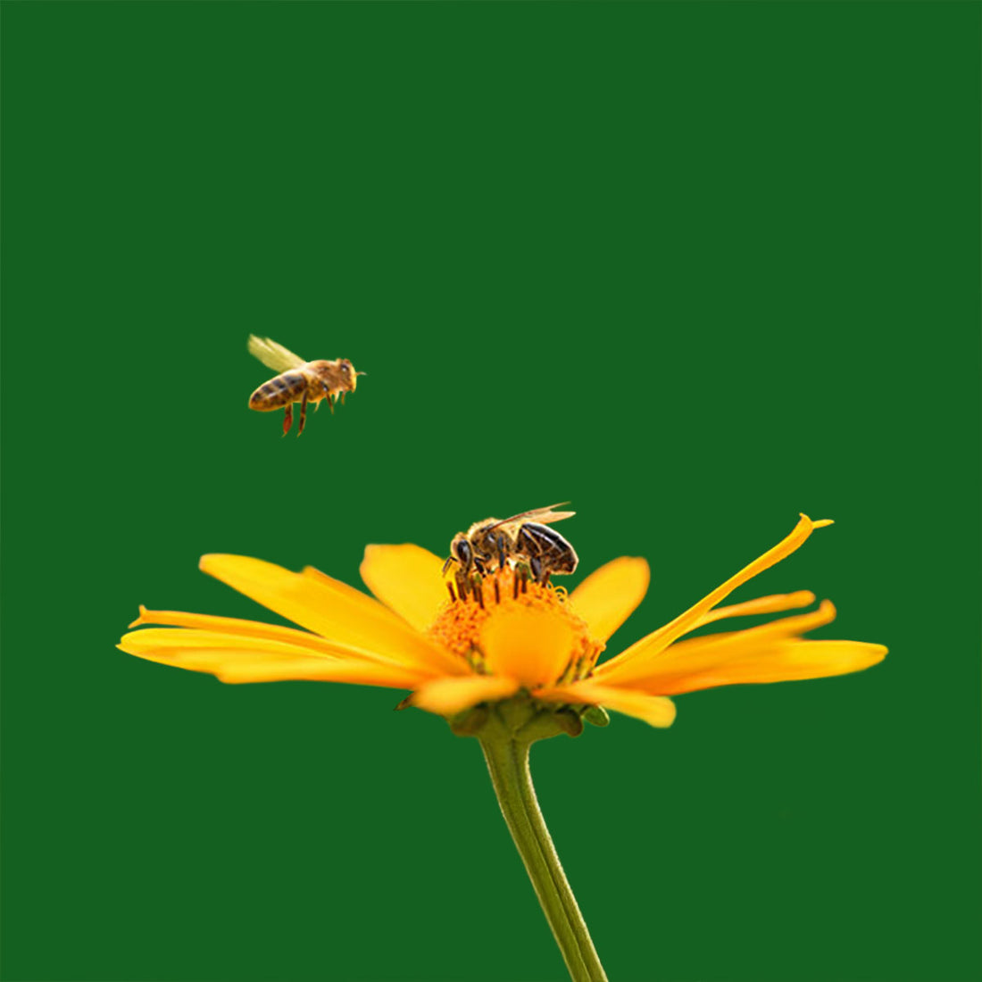 Bienen - Ein Beitrag für die Natur