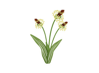 <strong>Spitzwegerich – antiseptisch & reizlindernd</strong>