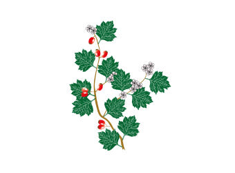 <strong>Weißdornblätter – stärken Herz & Kreislauf</strong>
